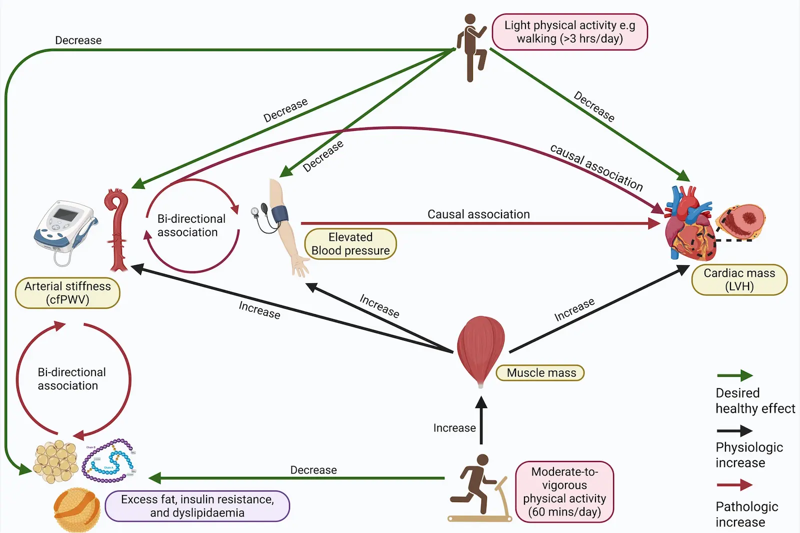 Longitudinal Insights Into Pediatric Hypertension, Cardiac Consequences, and Physical Activity